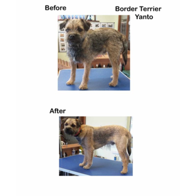Border Terrier Gallery Image - Posh Pets UK