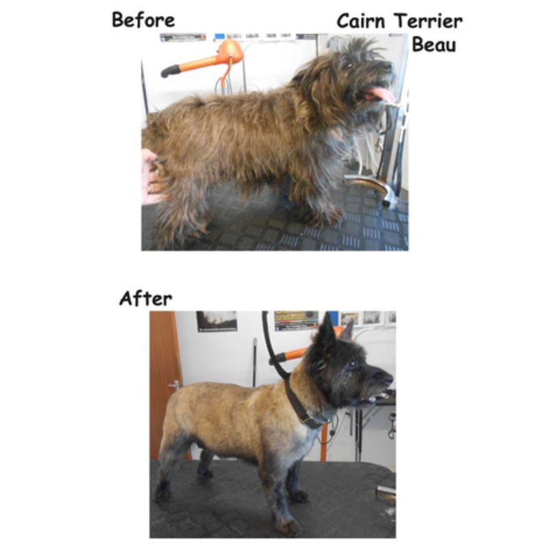 Cairn Terrier - Posh Pets UK Gallery