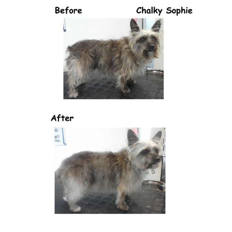 Chalky Gallery Image - Posh Pets UK