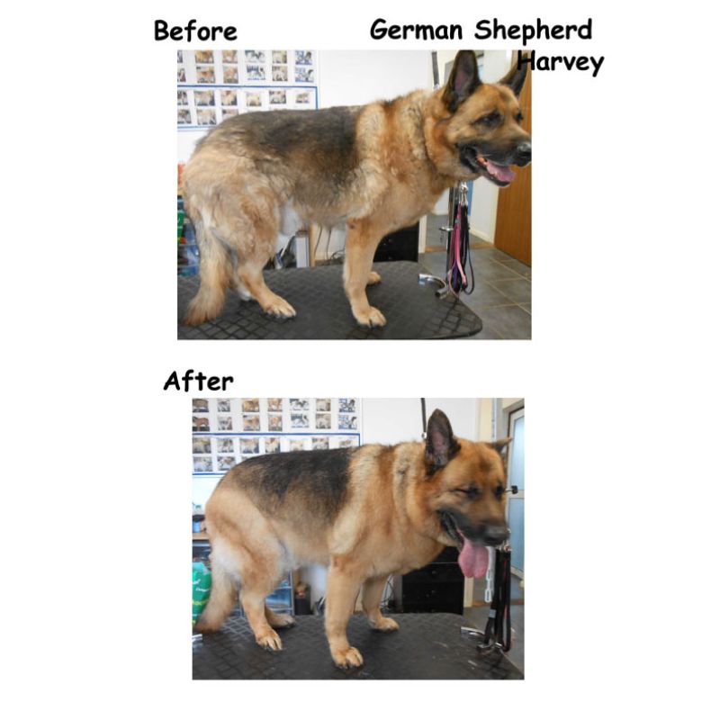 German Shepherd Gallery Image - Posh Pets UK