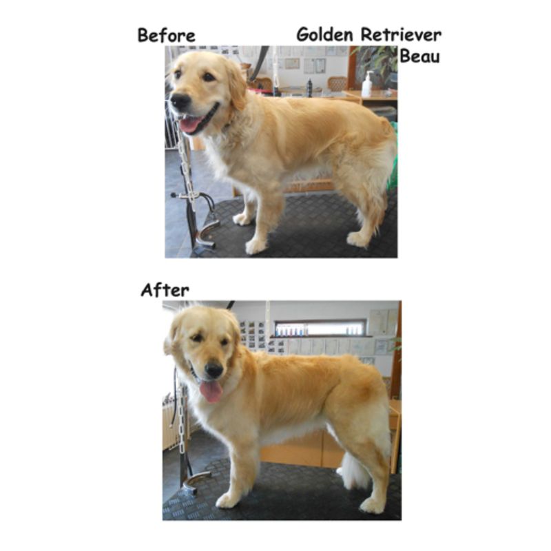 Golden Retriever - Posh Pets UK Gallery