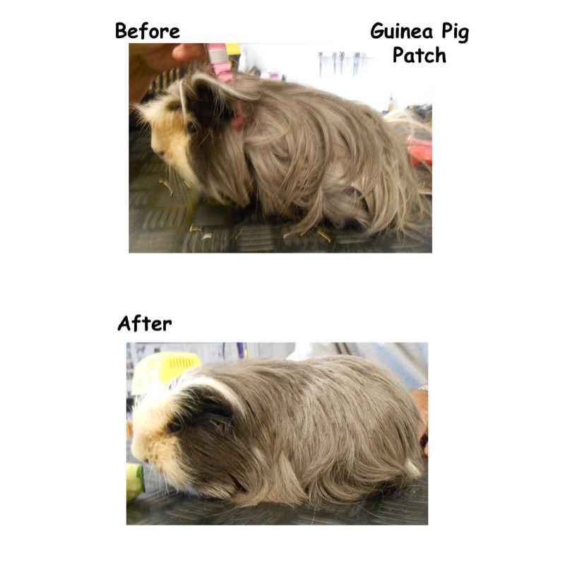 Guinea Pig Cover Photo - Posh Pets UK
