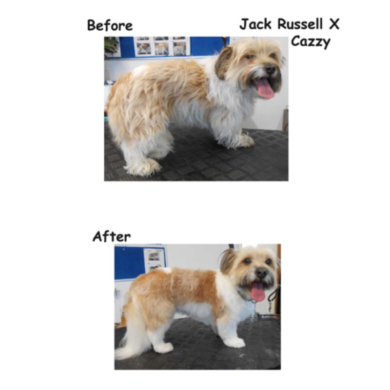 Jack Russell - Posh Pets UK Gallery