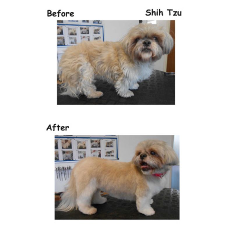 Shih Tzu Gallery Image - Posh Pets UK