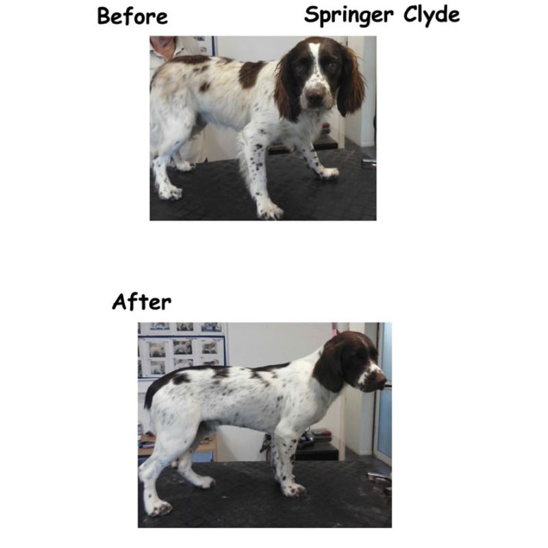 Springer Spaniel Gallery Image - Posh Pets UK