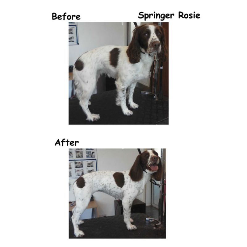 Springer Spaniel Gallery Image - Posh Pets UK