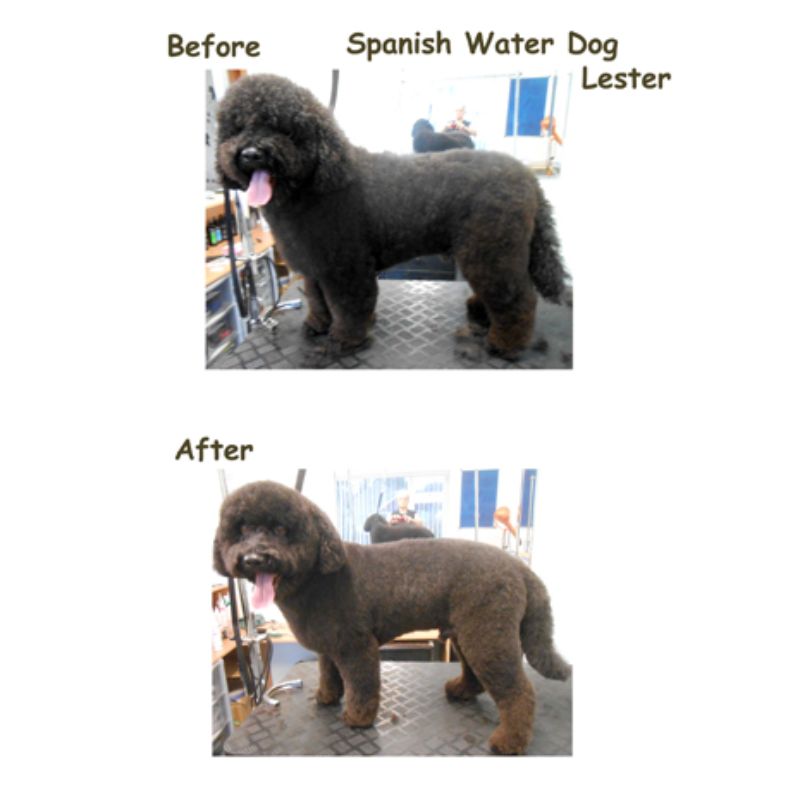 Spanish Water Dog Cover Photo - Posh Pets UK