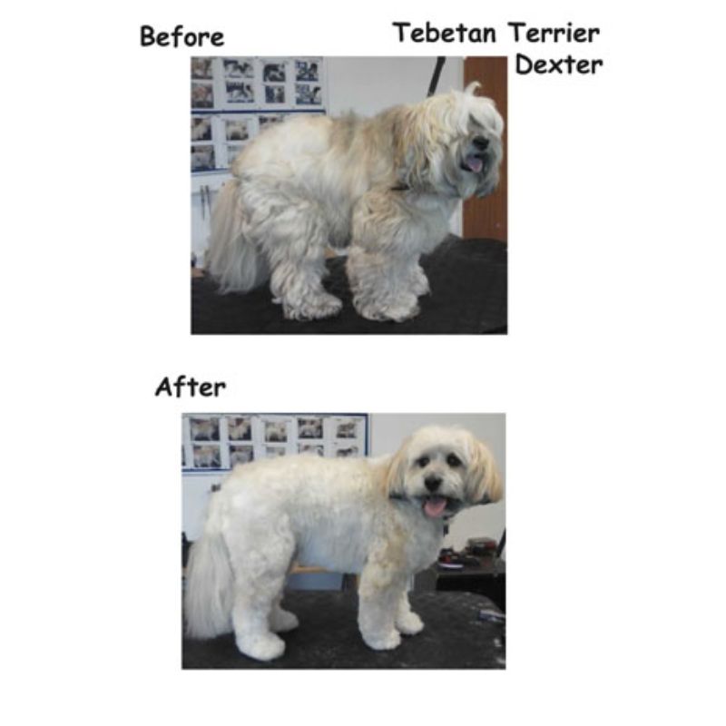 Tibetan Terrier - Posh Pets UK Gallery
