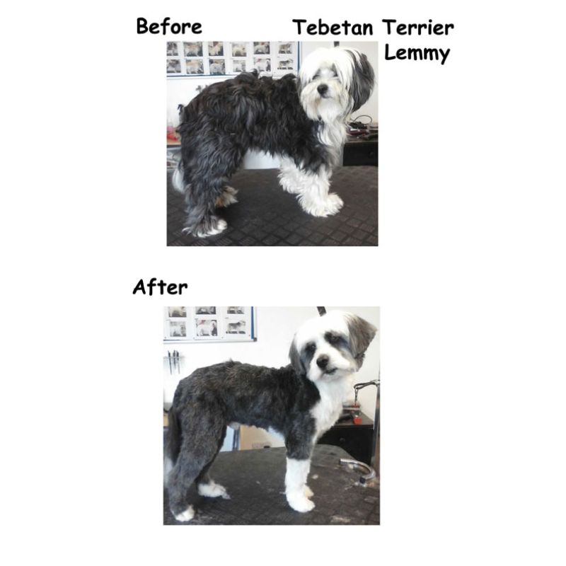 Tibetan Terrier Gallery Image - Posh Pets UK