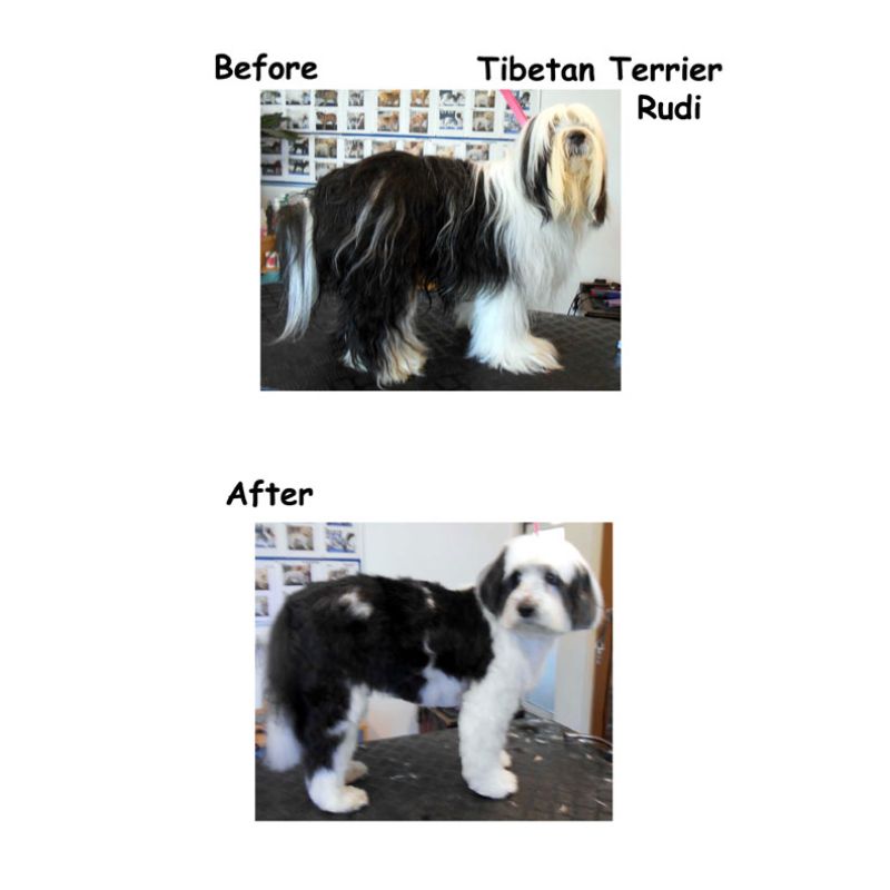 Tibetan Terrier Gallery Image - Posh Pets UK