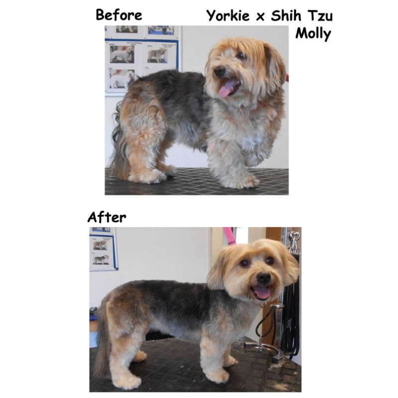 Yorkie Gallery Image - Posh Pets UK